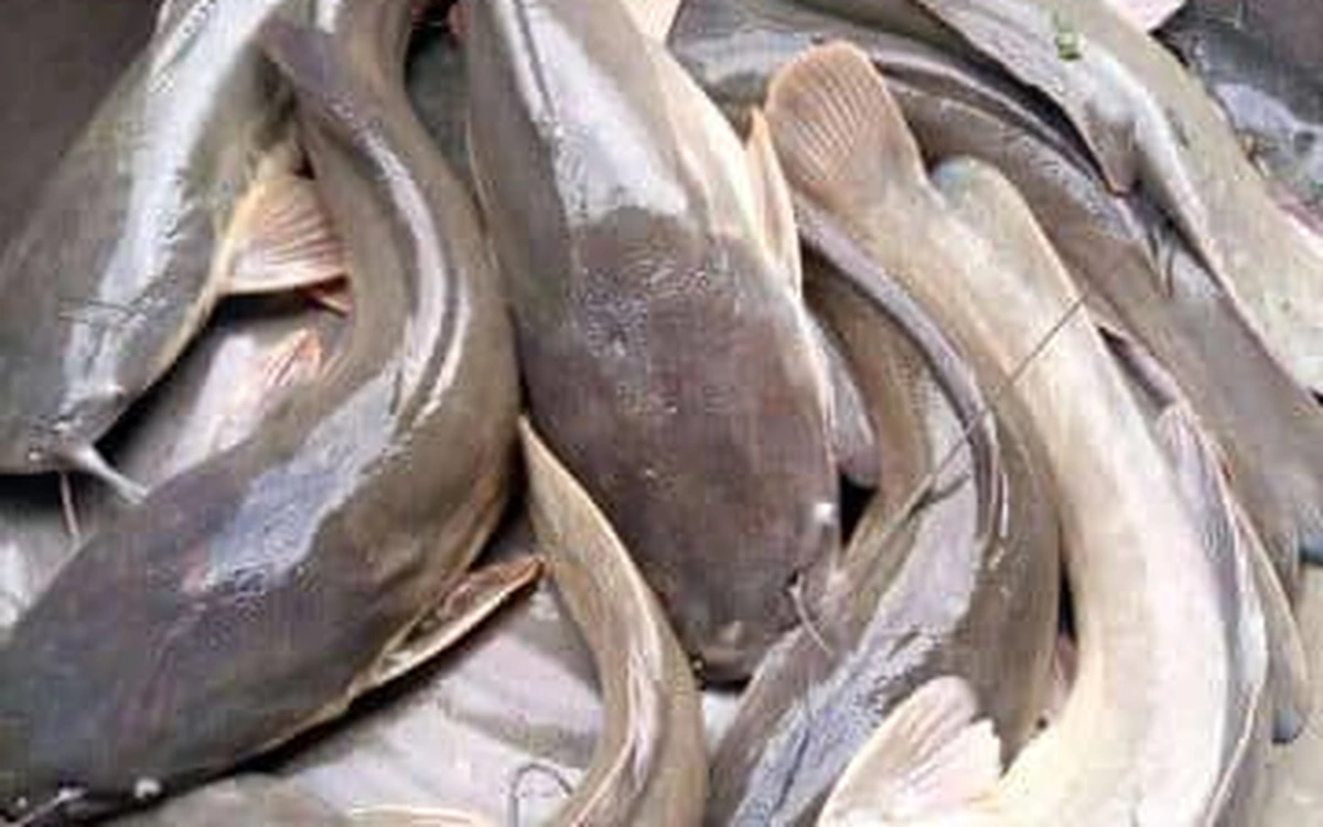Premium fresh whole catfish on ice